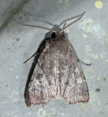 Cerastis tenebrifera