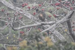 Trachypithecus pileatus