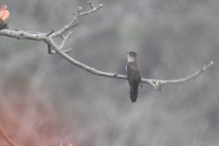 Cacomantis sonneratii