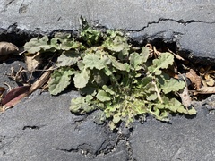 Youngia thunbergiana