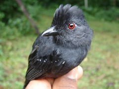 Thamnophilus aethiops injunctus