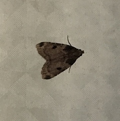Aglossa costiferalis