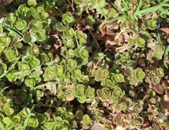 Sedum tetractinum