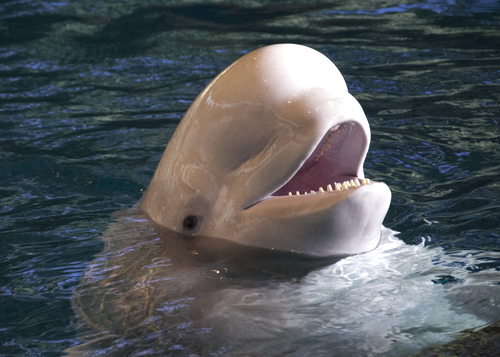 Beluga