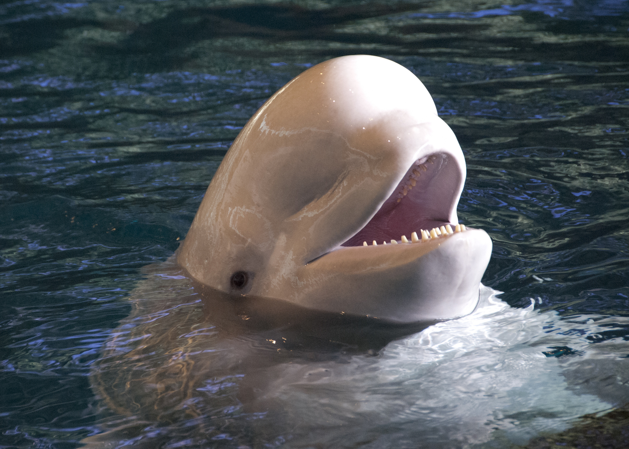 Beluga (Delphinapterus leucas) · iNaturalist