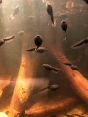 Bufo gargarizans