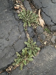 Youngia thunbergiana