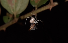 Thwaitesia margaritifera