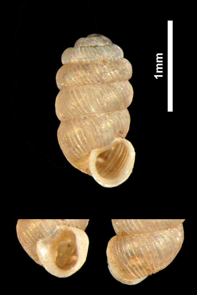British Whorl Snail