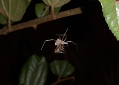 Thwaitesia margaritifera