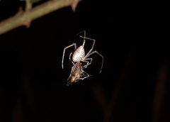 Thwaitesia margaritifera