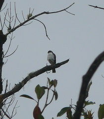 Accipiter striatus chionogaster