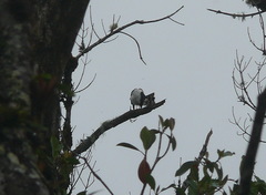 Accipiter striatus chionogaster