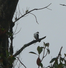 Accipiter striatus chionogaster