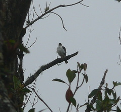 Accipiter striatus chionogaster