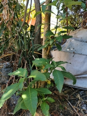 Iochroma arborescens