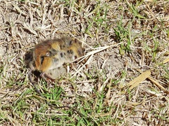 Oligoryzomys flavescens