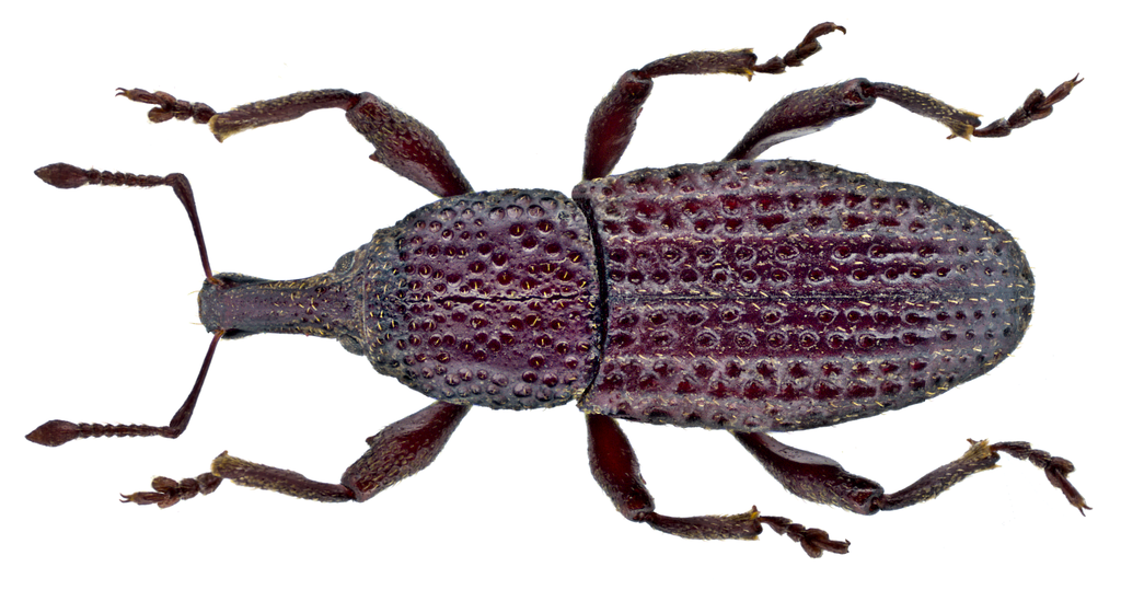 Hop Root Weevil
