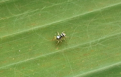 Phintella vittata