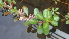 Ludwigia adscendens