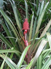 Ananas comosus bracteatus