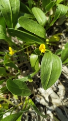 Scorpiurus muricatus