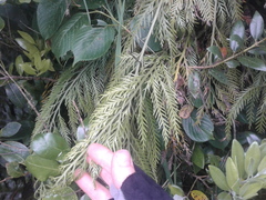 Asplenium flaccidum flaccidum