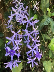 Petrea volubilis