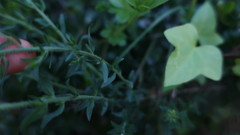 Genista tournefortii