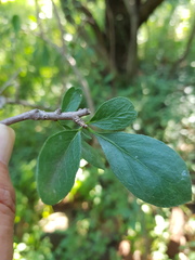 Ehretia rigida nervifolia