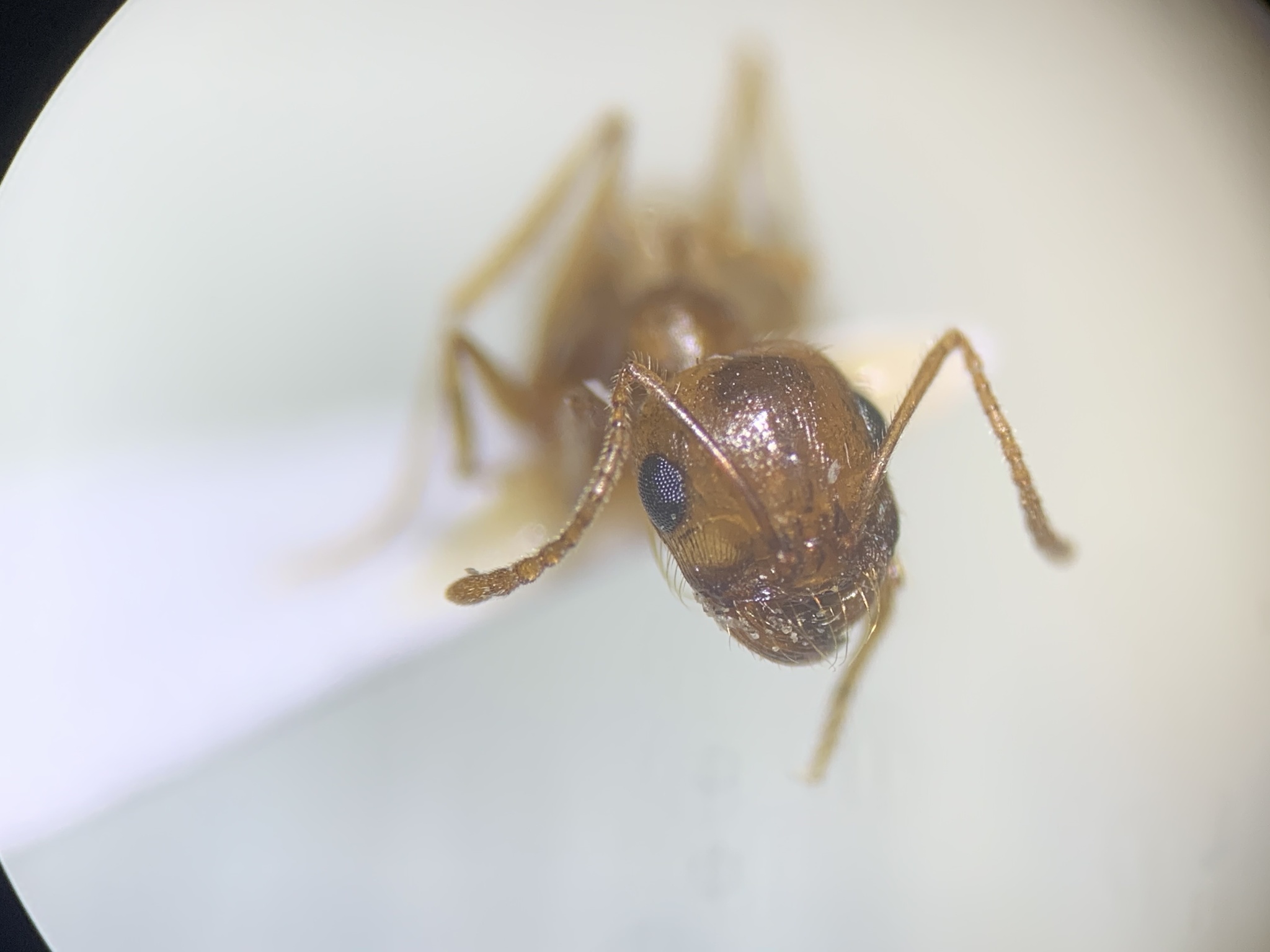Veromessor lariversi