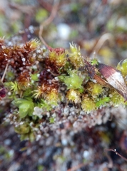 Ptychostomum moravicum