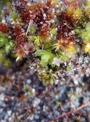 Ptychostomum moravicum