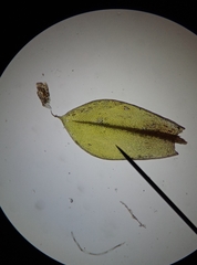 Ptychostomum moravicum