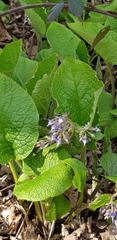 Trachystemon orientalis