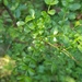Small Knobwood - Photo (c) Richard Gill, some rights reserved (CC BY-NC), uploaded by Richard Gill