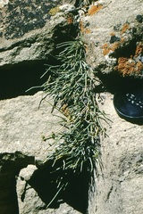 Ephedra regeliana