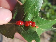 Xanthoteras eburneum