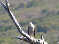 Accipiter chilensis