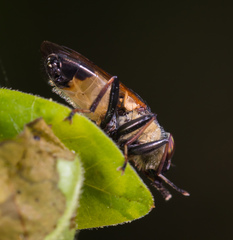 Idiella