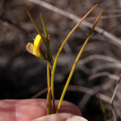 Aspalathus lebeckioides