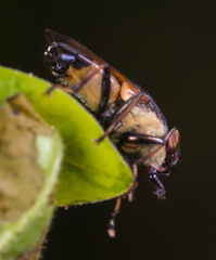 Idiella