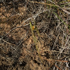 Aspalathus lebeckioides