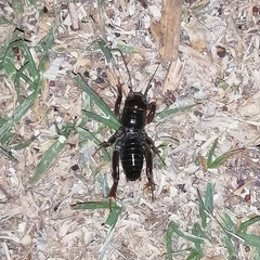Stenopelmatus minor