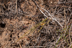 Aspalathus lebeckioides