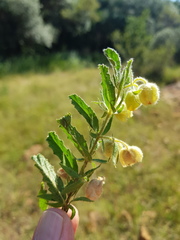 Hermannia grandistipula