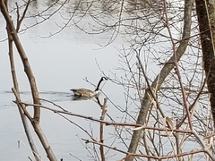 Branta canadensis