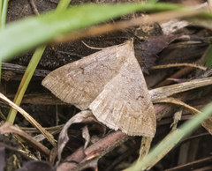 Zanclognatha lunalis