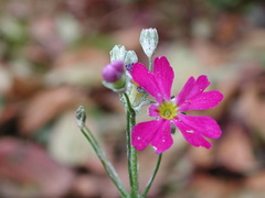 Primula hypoleuca