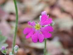 Primula hypoleuca